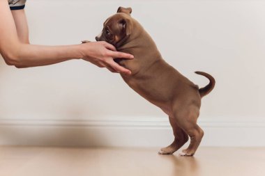 Gizemli mavi Amerikan zorbası ağzıyla ileri doğru yürüyor..