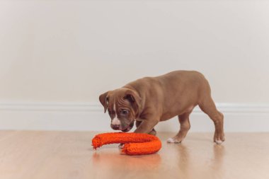 Gizemli mavi Amerikan zorbası ağzıyla ileri doğru yürüyor..