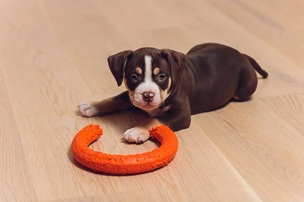 Mystified blue American Bully puppy curiously walking forward with its mouth.