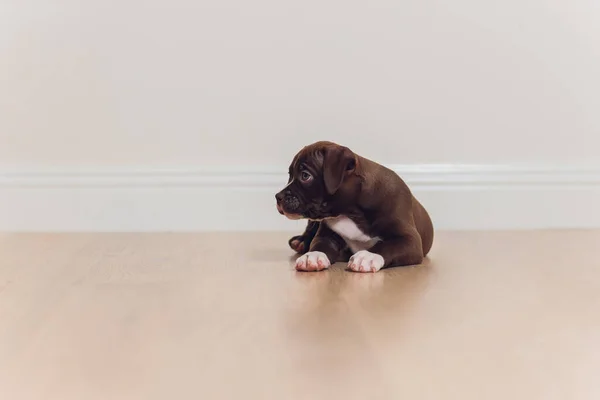 Mystified blue American Bully puppy curiously walking forward with its mouth.