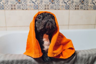 Fransız bulldog kuaförde banyo yapıyor..