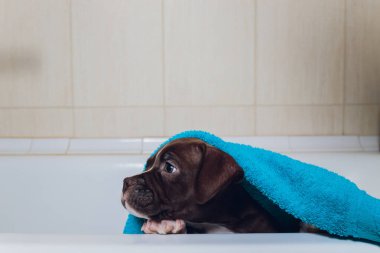 Amerikan zorbası banyosu, Pitbull, köpek temizliği, köpek havlusunu ıslattı..