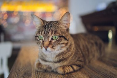 Sevimli tekir kedi mutfakta oturmuş kameraya bakıyor..