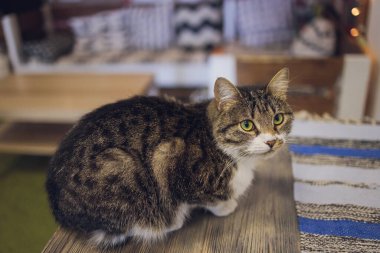 Sevimli tekir kedi mutfakta oturmuş kameraya bakıyor..