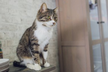 Sevimli tekir kedi mutfakta oturmuş kameraya bakıyor..