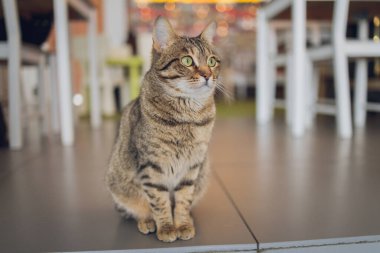 Sevimli tekir kedi mutfakta oturmuş kameraya bakıyor..