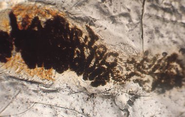 Kurtçuk yumurtaları mikroskop altında dışkı incelemesinde Enterobius vermicularis. Bir tarafta kurt yumurtaları asimetrik olarak yassılaşmıştır..