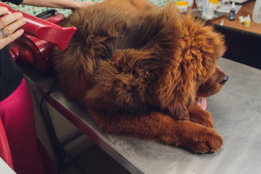 Kuaförde köpek yünlerini kurutmak ve taramak profesyonel tımarcı, Tibet Mastiff ile dikkatlice ilgilenir. Güzellik salonunda köpeklerin bakım prosedürleri.