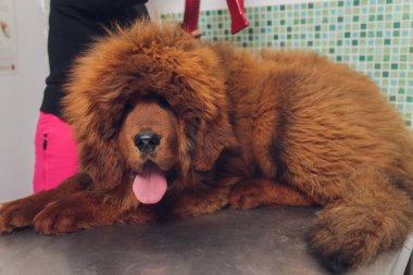 Kuaförde köpek yünlerini kurutmak ve taramak profesyonel tımarcı, Tibet Mastiff ile dikkatlice ilgilenir. Güzellik salonunda köpeklerin bakım prosedürleri.