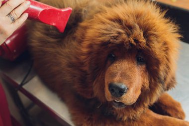Kuaförde köpek yünlerini kurutmak ve taramak profesyonel tımarcı, Tibet Mastiff ile dikkatlice ilgilenir. Güzellik salonunda köpeklerin bakım prosedürleri.