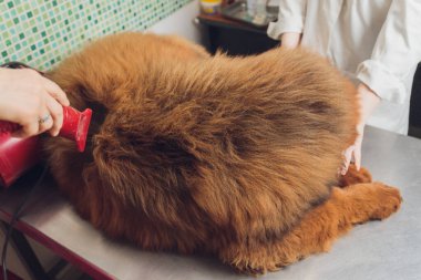 Kuaförde köpek yünlerini kurutmak ve taramak profesyonel tımarcı, Tibet Mastiff ile dikkatlice ilgilenir. Güzellik salonunda köpeklerin bakım prosedürleri.