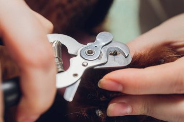 Özel bir aletle köpek tırnağını kesmeyi kapat.