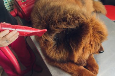 Kuaförde köpek yünlerini kurutmak ve taramak profesyonel tımarcı, Tibet Mastiff ile dikkatlice ilgilenir. Güzellik salonunda köpeklerin bakım prosedürleri.