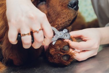 Özel bir aletle köpek tırnağını kesmeyi kapat.