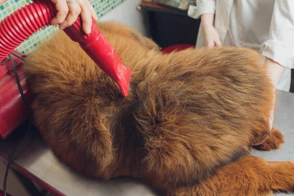 Trocknen und Kämmen der Wolle des Hundes im Pflegesalon, professionelle Pfleger sorgfältig mit tibetischen Dogge behandeln. Schönheitspflege von Hunden im Salon. — Stockfoto