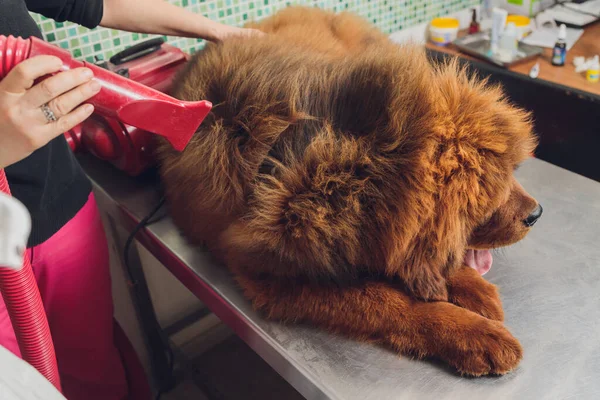 Сушка и расчесывание шерсти собаки в салоне ухода, профессиональный грумер тщательно обращаться с тибетским мастифом. косметические процедуры для собак в салоне. — стоковое фото