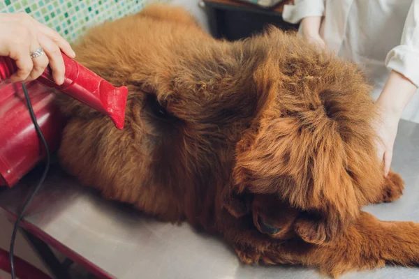 Torkning och kamning ull av hund i grooming salong, professionell groomer noggrant hantera med tibetanska Mastiff. skönhetsvård förfaranden för hundar i salong. — Stockfoto