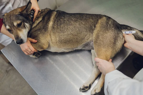 Vet examines the dogs ears in his office.