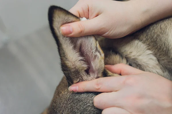 Vet examines the dogs ears in his office.