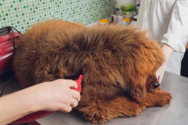Sušení a česání vlna psa v kadeřnictví, profesionální čeledín pečlivě zacházet s Tibetan Mastiff. kosmetické procedury psů v salonu. — Stock fotografie