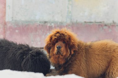 Büyük kırmızı bir köpeğin portresi. Tibetli Mastiff yavrusu - kız. Köpek, ileriye bakıyor. Kardaki köpek..