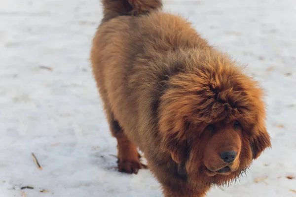 Porträtt av en stor röd hund. Den tibetanska Mastiff valpen - flicka. Hunden ser framåt. Hund i snö. — Stockfoto