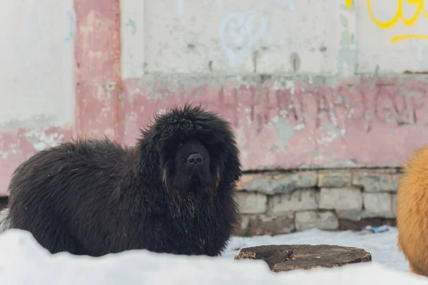 Сука собака породы тибетский мастиф, стоящий в снегу. — стоковое фото