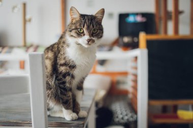 Sevimli tekir kedi mutfakta oturmuş kameraya bakıyor..