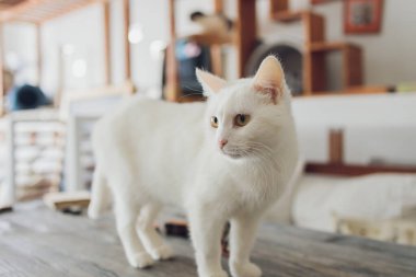 Sevimli tekir kedi mutfakta oturmuş kameraya bakıyor..
