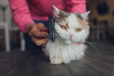 Kedi kuaförünün kuaförünün masasında taranıp taranırken tekir kedi yatıyordu. Seçici odak.