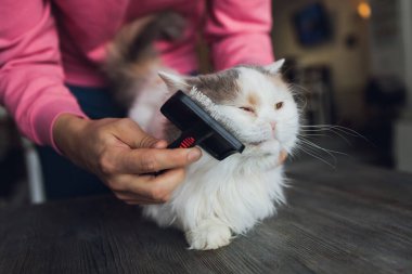 Kedi kuaförünün kuaförünün masasında taranıp taranırken tekir kedi yatıyordu. Seçici odak.