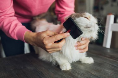 Kedi kuaförünün kuaförünün masasında taranıp taranırken tekir kedi yatıyordu. Seçici odak.