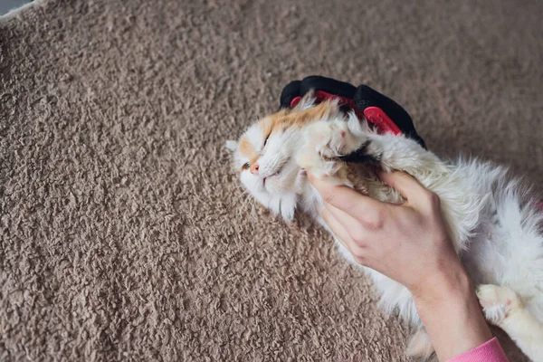 Hombre aseo gato con guantes especiales. Cuidado de mascotas. — Foto de Stock