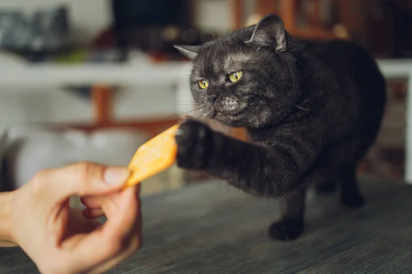 Kitten eats cake. The cat eats the sweets. The blue kitten. — Stock Photo, Image