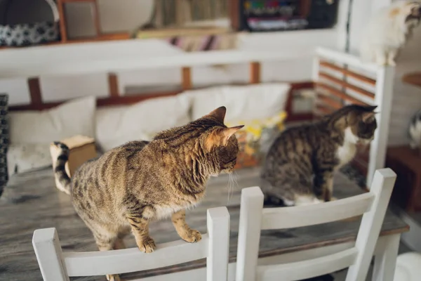 Adorável gato tabby sentado no chão da cozinha olhando para a câmera. — Fotografia de Stock