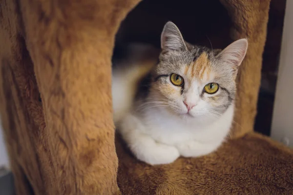 Vorderseite der niedlichen schönen Katze, die in ihren Träumen auf einem klassischen britischen gemusterten Teppich schläft. — Stockfoto