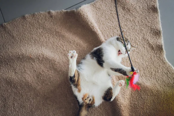 Katze spielt Ball. Schottische Silberrassen. Mädchen spielt mit einer Katze. — Stockfoto