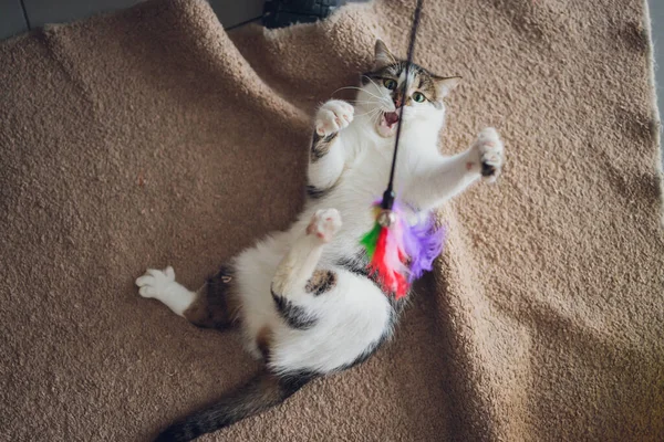 Gato jugando pelota. Raza de plata escocesa. Chica jugando con un gato. — Foto de Stock