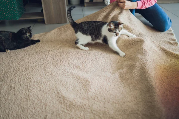 Кот играет в мяч. Шотландская серебряная порода. Девушка играет с котом. — стоковое фото