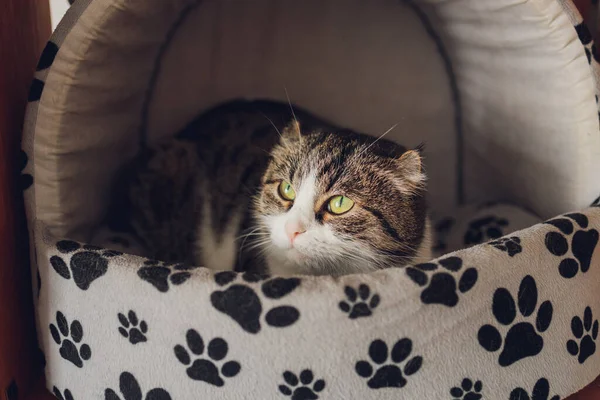 Vooraanzicht van schattige mooie kat slapen in haar dromen op een klassieke Britse patroon quilt. — Stockfoto