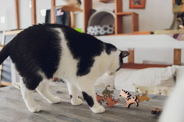 O gato no chão brinca com um brinquedo. foco selecionado, fundo embaçado. — Fotografia de Stock