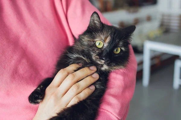 Hombre joven con camiseta blanca sosteniendo un gato negro escocés plegado. Sobre un fondo aislado. —  Fotos de Stock