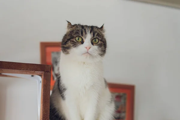 Bonito gato de estimação sentado na mesa em casa olhando para a câmera. Relaxante peludo macio listrado animal doméstico com olhos verdes. Adorável peludo gatinho felino amigo dentro de casa. — Fotografia de Stock