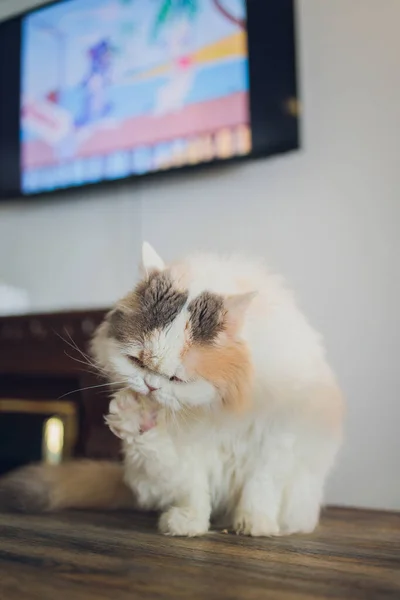 Hermoso gato de mascota sentado en la mesa en casa mirando a la cámara. Relajante peludo peludo peludo a rayas animal doméstico con ojos verdes. Adorable peludo gatito felino amigo en el interior. —  Fotos de Stock