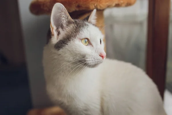 Adorável gato tabby sentado no chão da cozinha olhando para a câmera. — Fotografia de Stock