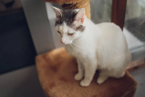 Schattige tabby kat zittend op keukenvloer starend naar camera. — Stockfoto