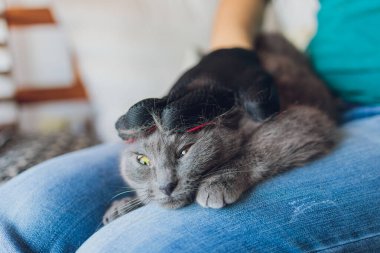 Kediyi özel eldivenlerle tımar eden adam. Hayvan bakımı.