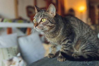 Sevimli tekir kedi mutfakta oturmuş kameraya bakıyor..