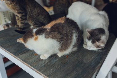 Yaşlı bir kadının evinde bir masanın üzerinde birçok kedi oturuyor..
