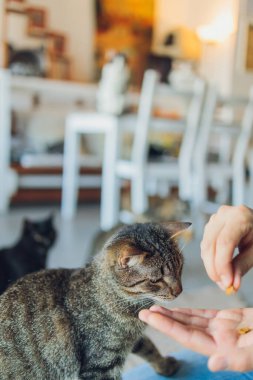 Evcil hayvanla ev hayatı. Genç adam kedisine et verir..